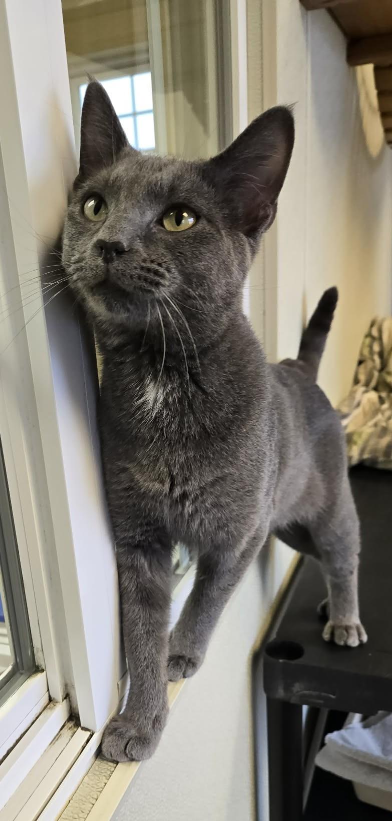 Enlarge Osiris, an adopted Domestic Short Hair in Larned, KS image 1/4