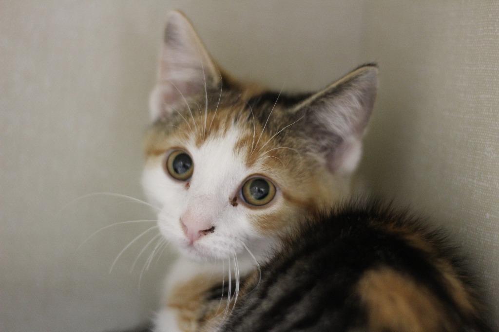 Diane and Jack, Adoptable, Kitten Female Domestic Short Hair.