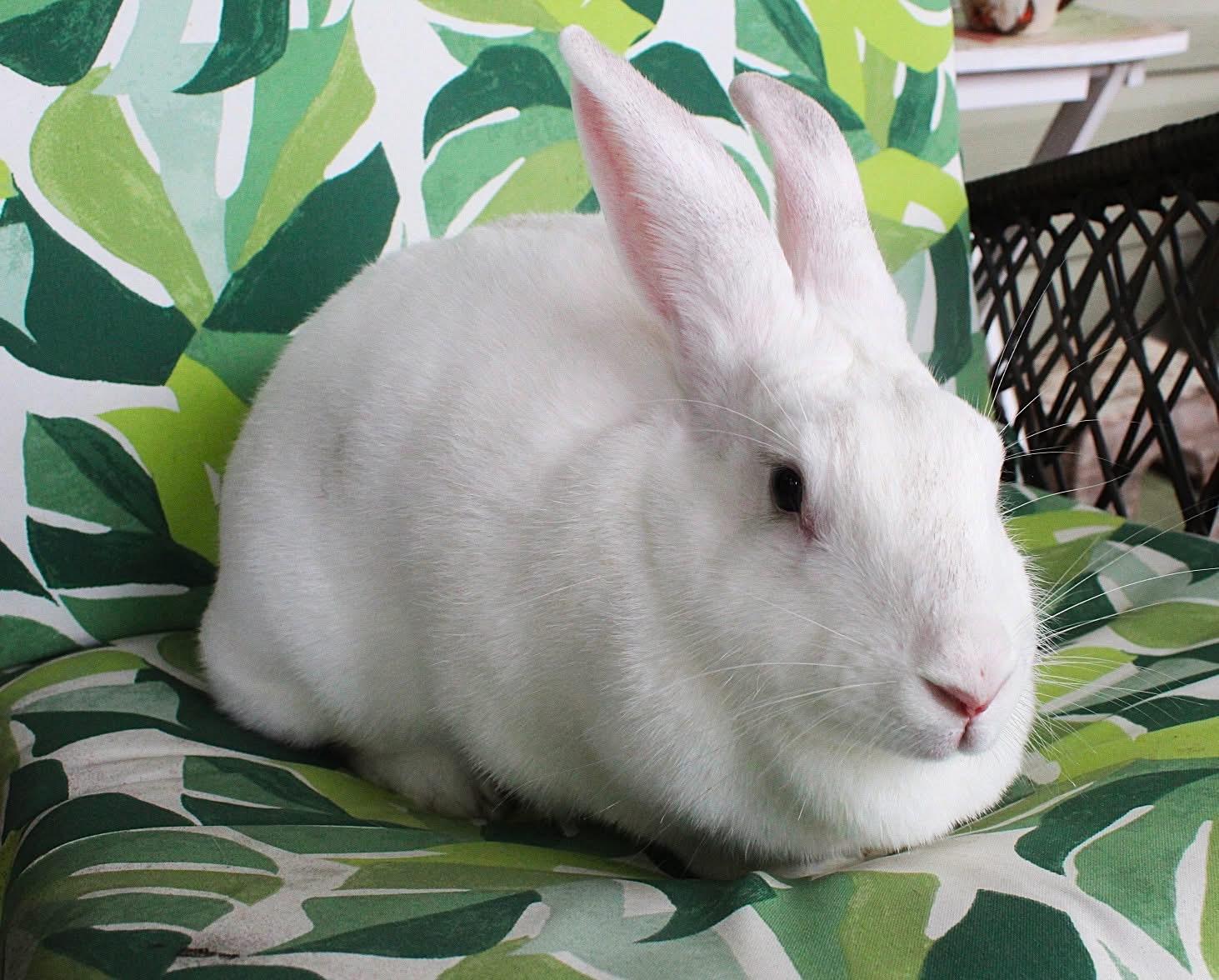 Enlarge Lemon Drop, an adoptable American in Hillside, NJ image 1/3