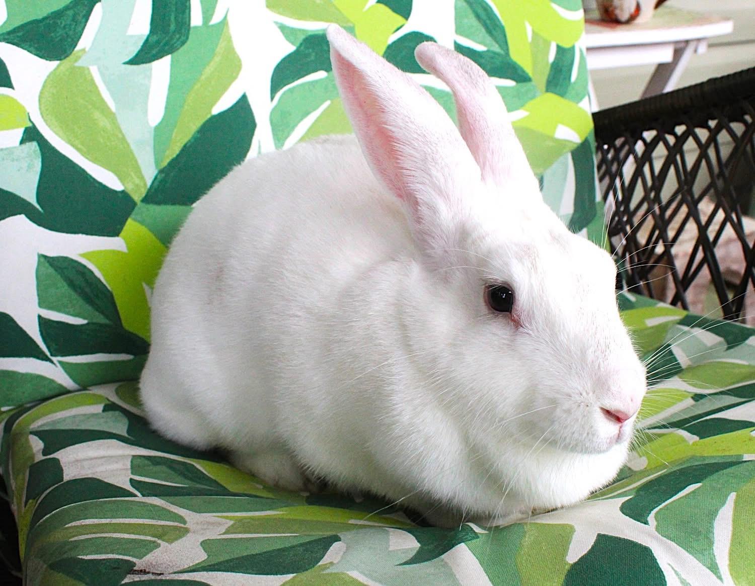 Enlarge Lemon Drop, an adoptable American in Hillside, NJ image 2/3