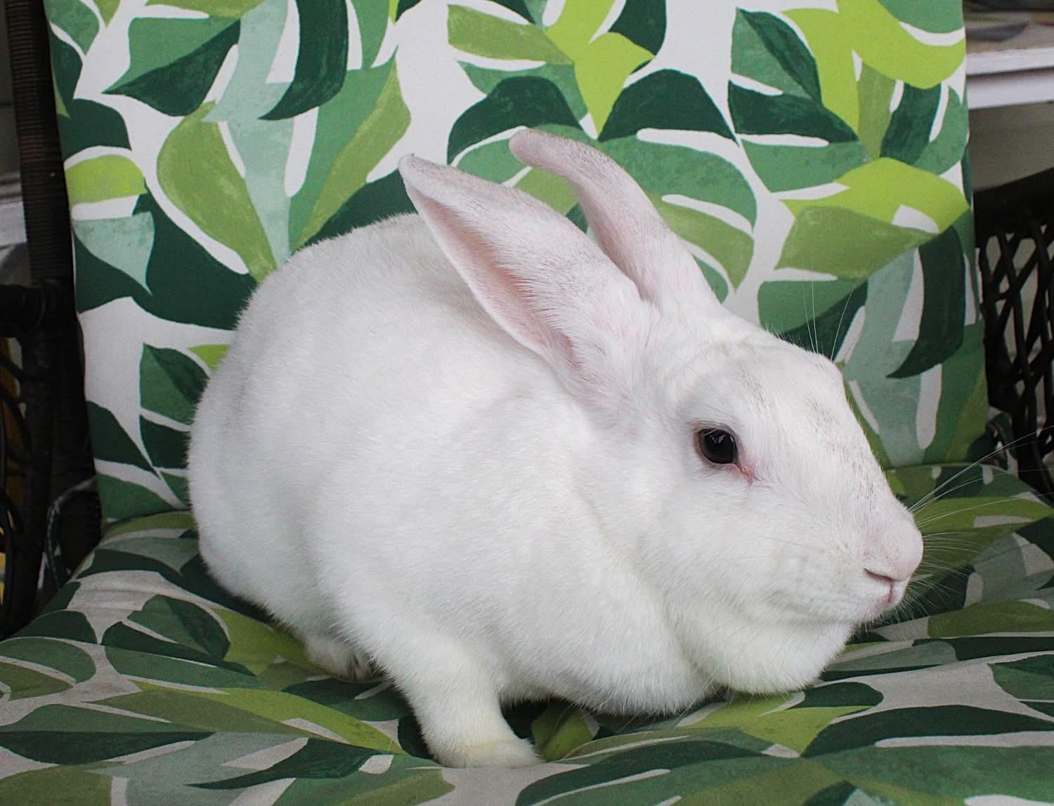 Enlarge Lemon Drop, an adoptable American in Hillside, NJ image 3/3
