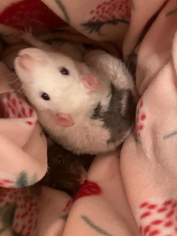 Enlarge Plusle & Minun, a Adoptable Rat in Old Lyme, CT image 4/5