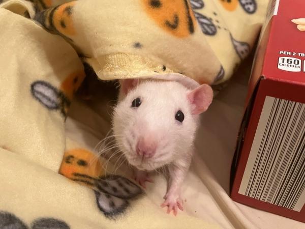 Enlarge Plusle & Minun, a Adoptable Rat in Old Lyme, CT image 5/5