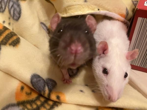 Pets for adoption from Mainely Rat Rescue | Petfinder