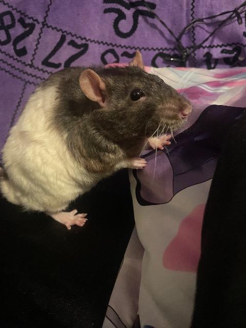 Enlarge Plusle & Minun, a Adoptable Rat in Old Lyme, CT image 2/5