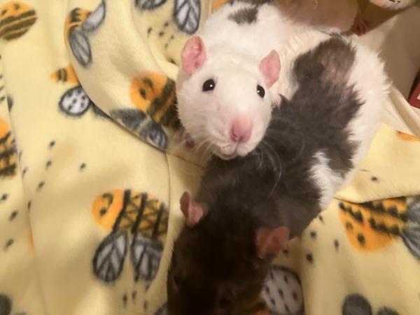 Enlarge Plusle & Minun, a Adoptable Rat in Old Lyme, CT image 3/5