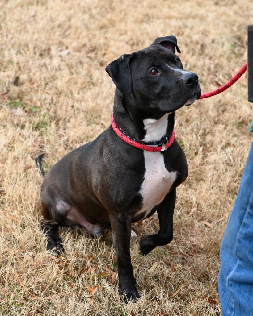 DA 29 Nick, Adoptable, Adult Male Pit Bull Terrier.