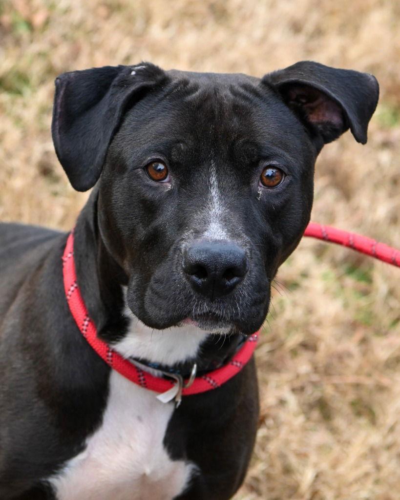 Enlarge DA 29 Nick, a Adoptable Pit Bull Terrier in Glen Allen, VA image 2/3