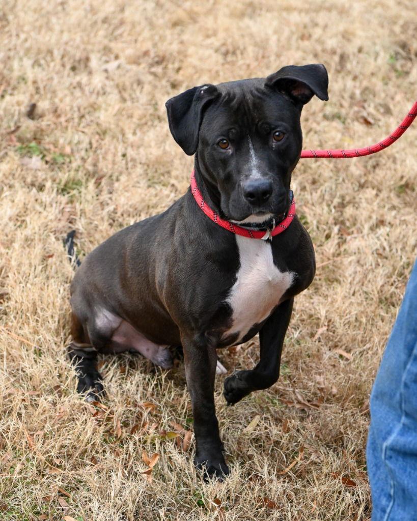 Enlarge DA 29 Nick, a Adoptable Pit Bull Terrier in Glen Allen, VA image 3/3