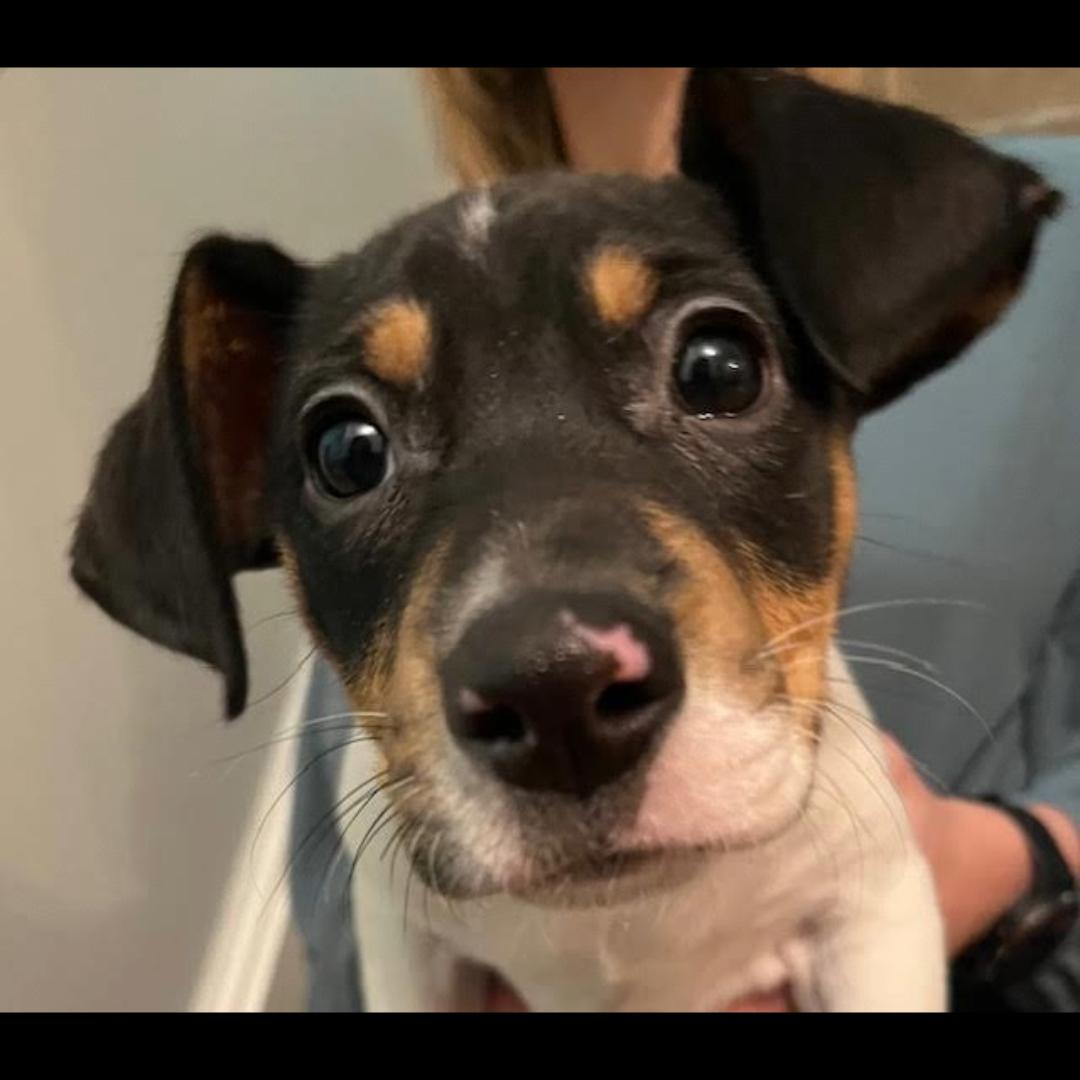 Enlarge Daytona, a Adoptable mixed breed in Midlothian, VA image 4/6