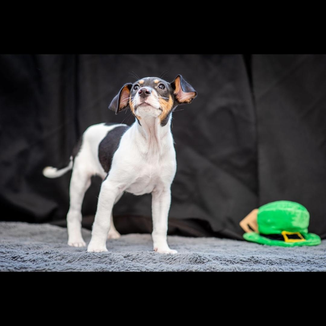 Enlarge Daytona, a Adoptable mixed breed in Midlothian, VA image 5/6