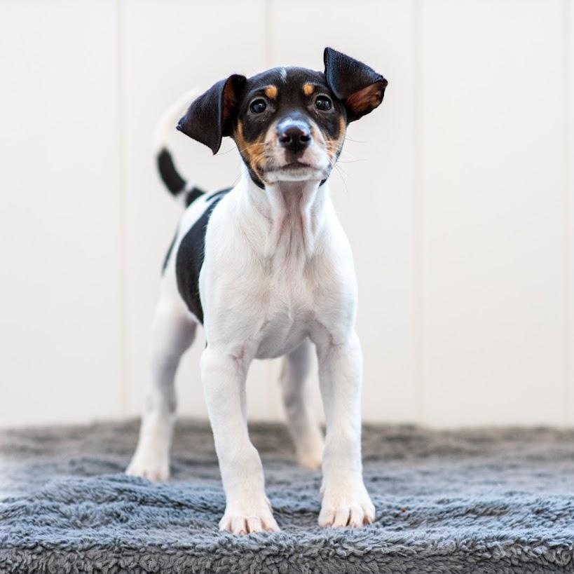 Enlarge Daytona, a Adoptable mixed breed in Midlothian, VA image 1/6