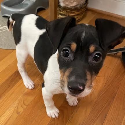 Enlarge Daytona, a Adoptable mixed breed in Midlothian, VA image 2/6