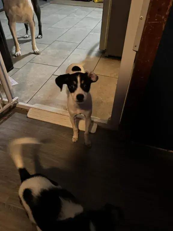 Effie, Adoptable, Puppy Female Mixed Breed.