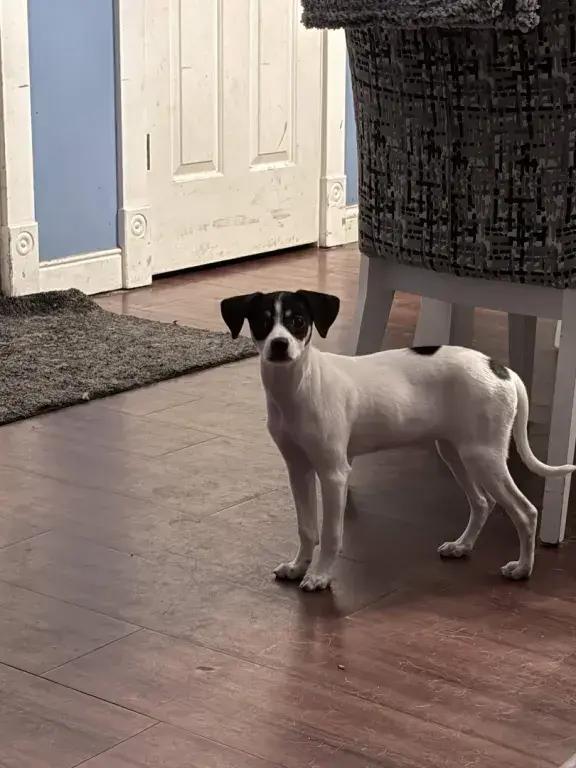 Enlarge Effie, a Adoptable mixed breed in Grand Rapids, MI image 2/6