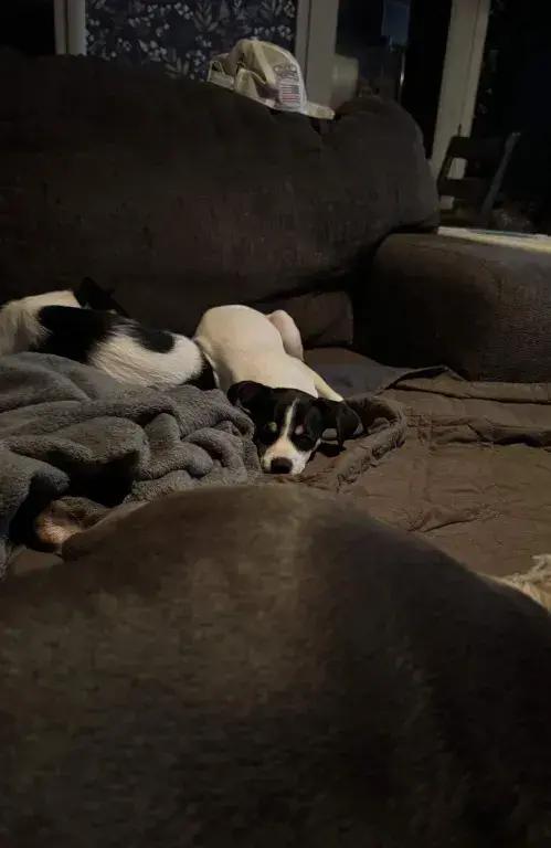 Enlarge Effie, a Adoptable mixed breed in Grand Rapids, MI image 4/6
