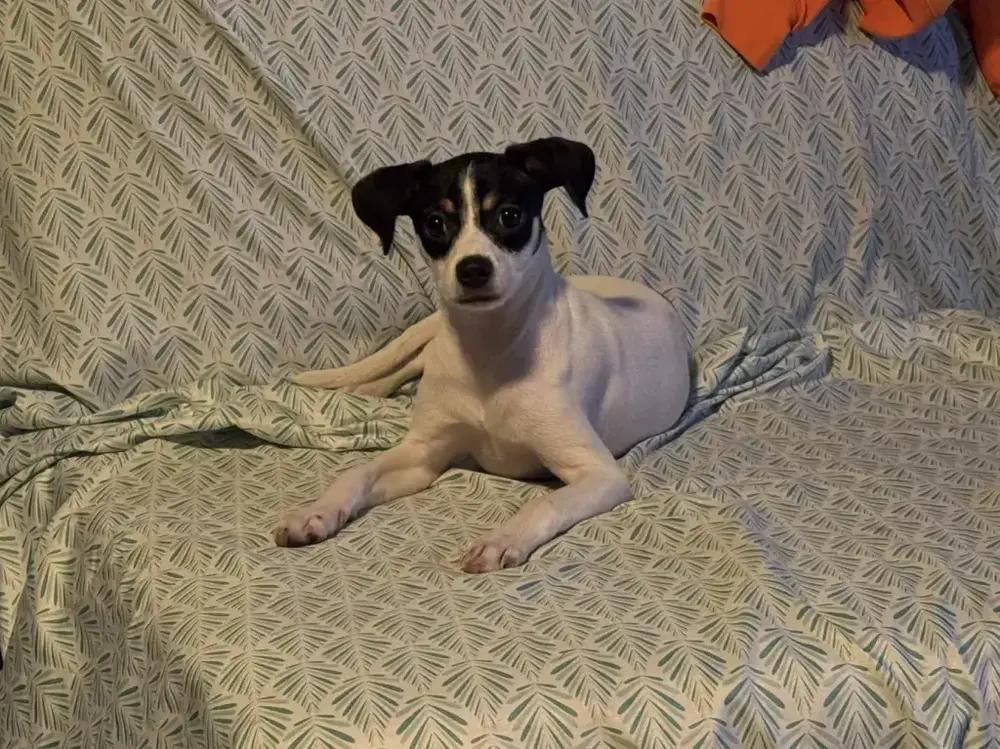 Enlarge Effie, a Adoptable mixed breed in Grand Rapids, MI image 5/6