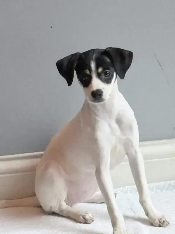 Enlarge Effie, a Adoptable mixed breed in Grand Rapids, MI image 6/6