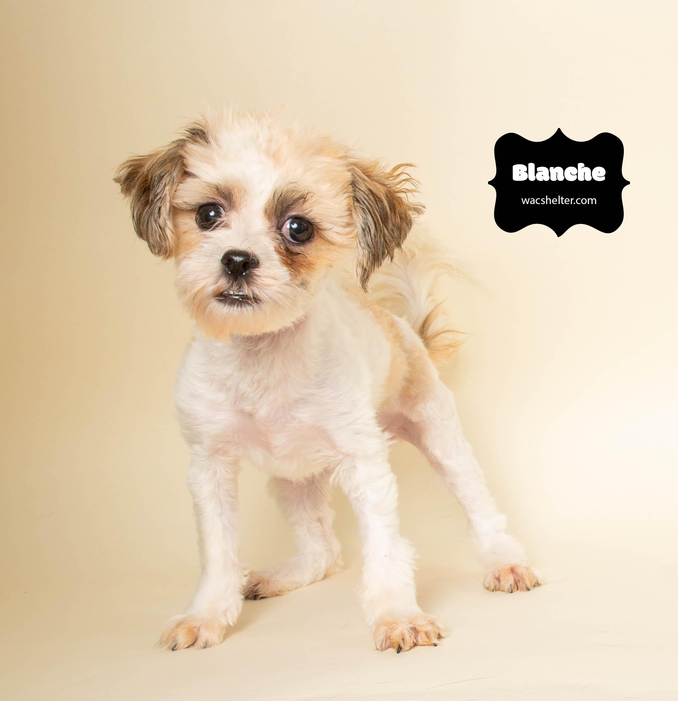 Enlarge BLANCHE & GEORGE (Bonded Pair) , an adopted mixed breed in Wyandotte, MI image 3/5