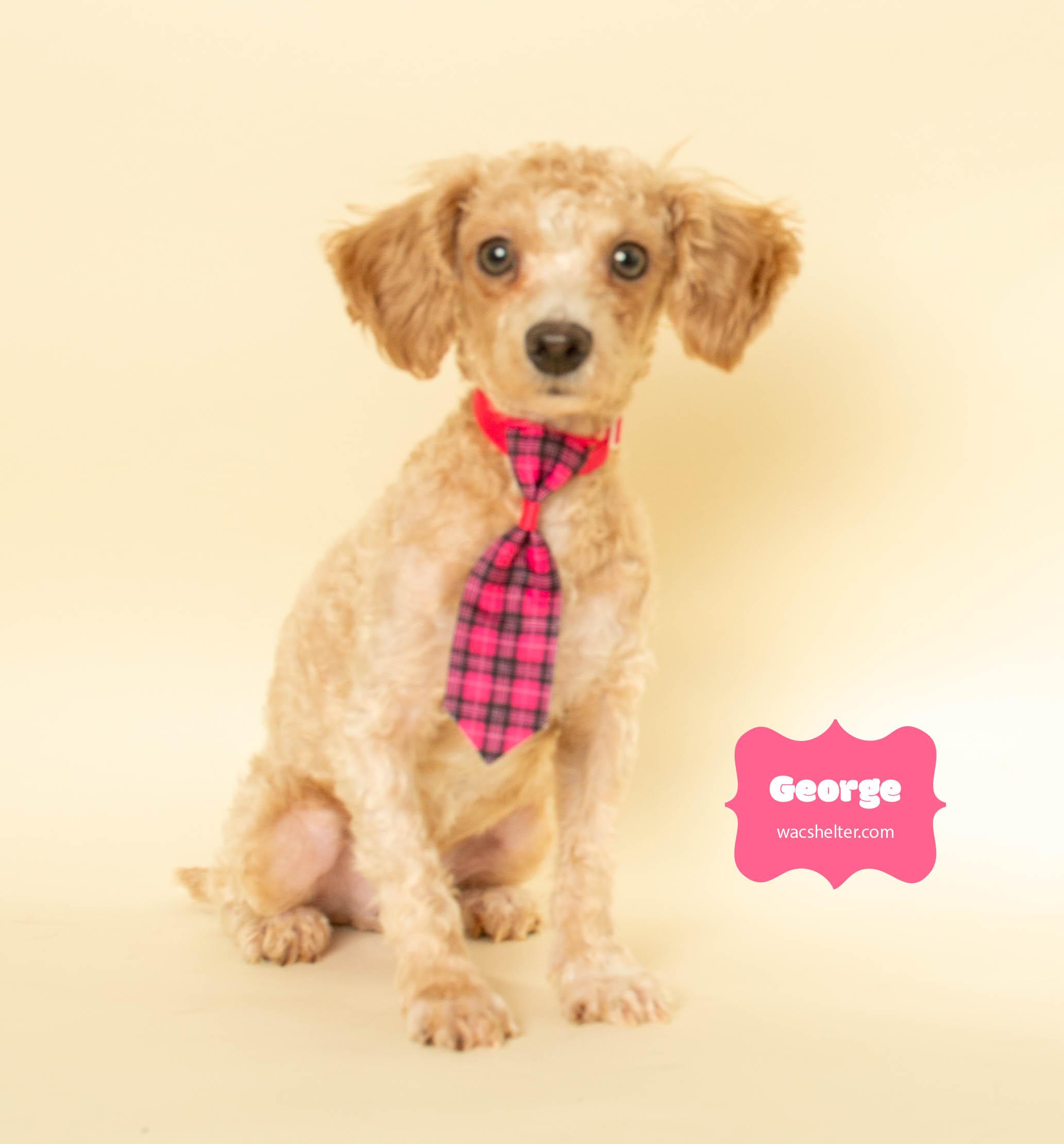 Enlarge BLANCHE & GEORGE (Bonded Pair) , an adopted mixed breed in Wyandotte, MI image 5/5
