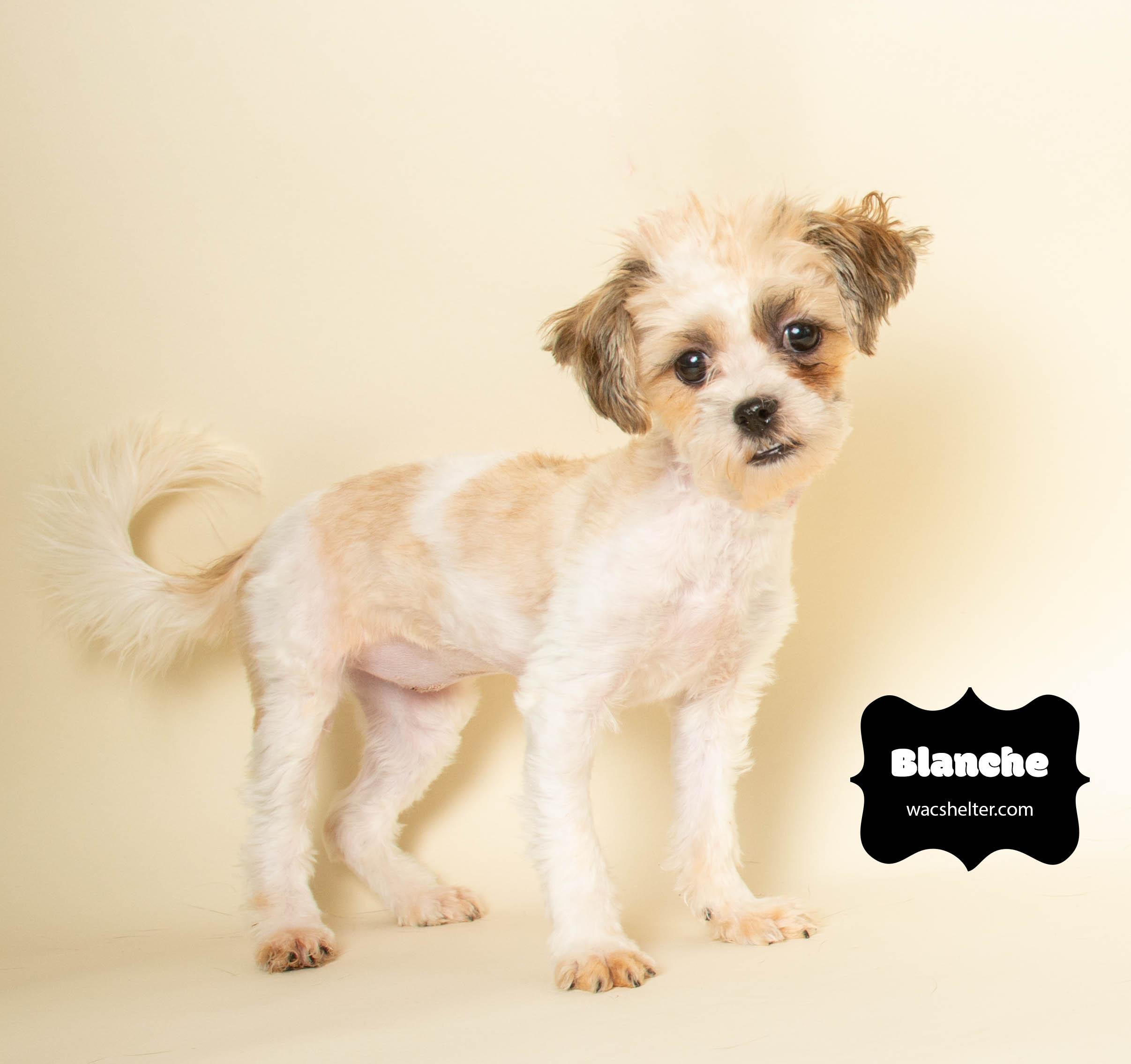 Enlarge BLANCHE & GEORGE (Bonded Pair) , an adopted mixed breed in Wyandotte, MI image 4/5