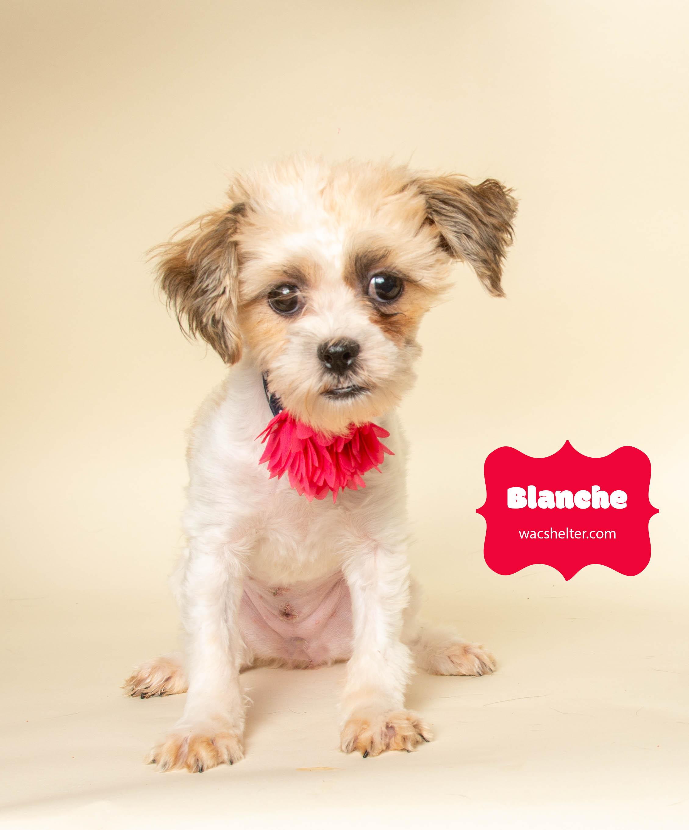 Enlarge BLANCHE & GEORGE (Bonded Pair) , an adopted mixed breed in Wyandotte, MI image 2/5