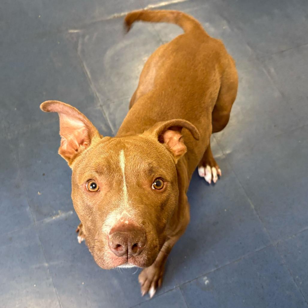 Elliot, a Adoptable Pit Bull Terrier in Los Angeles, CA image 1/3