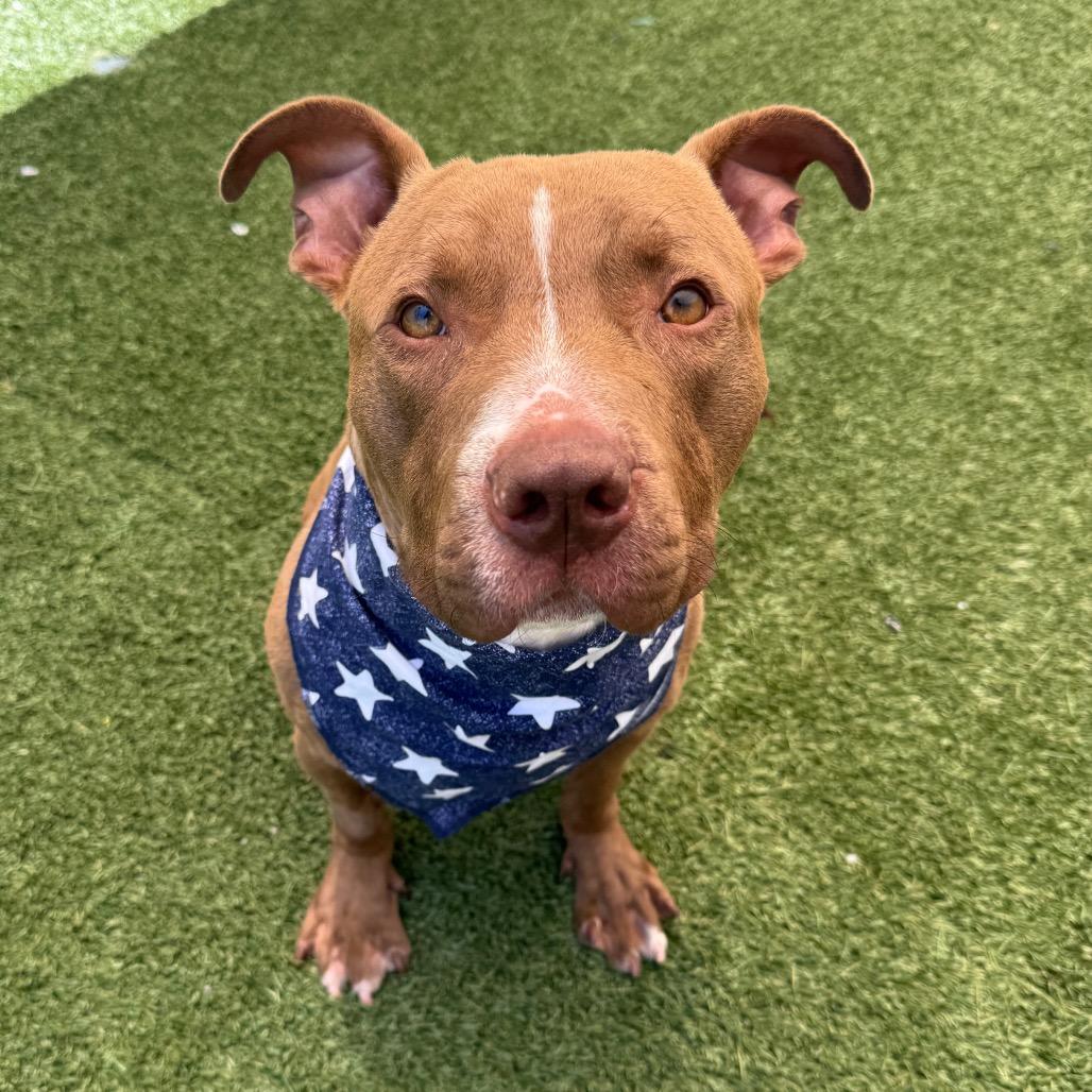 Elliot, a Adoptable Pit Bull Terrier in Los Angeles, CA image 2/3