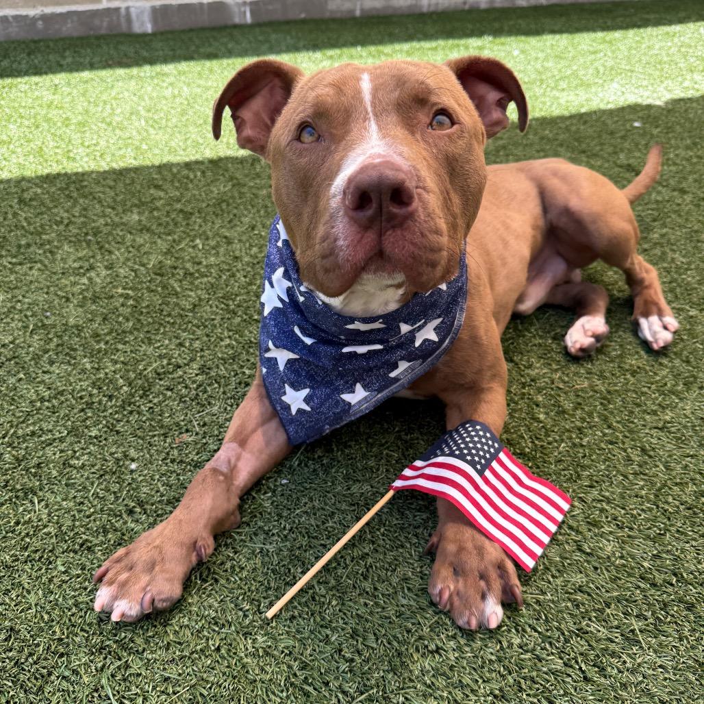Elliot, a Adoptable Pit Bull Terrier in Los Angeles, CA image 3/3