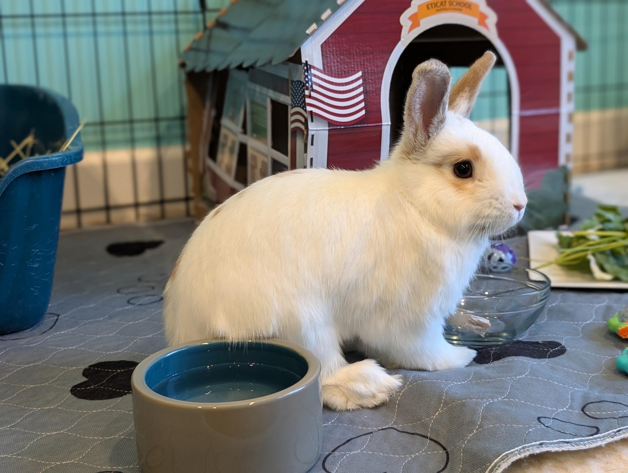 Enlarge Vito, a Adoptable mixed breed in Willowbrook, IL image 2/4