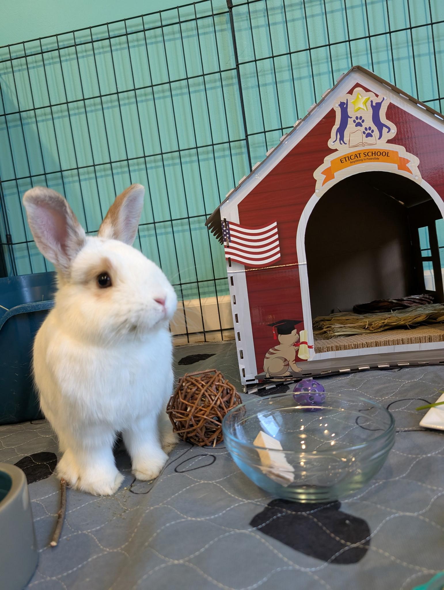 Enlarge Vito, a Adoptable mixed breed in Willowbrook, IL image 4/4