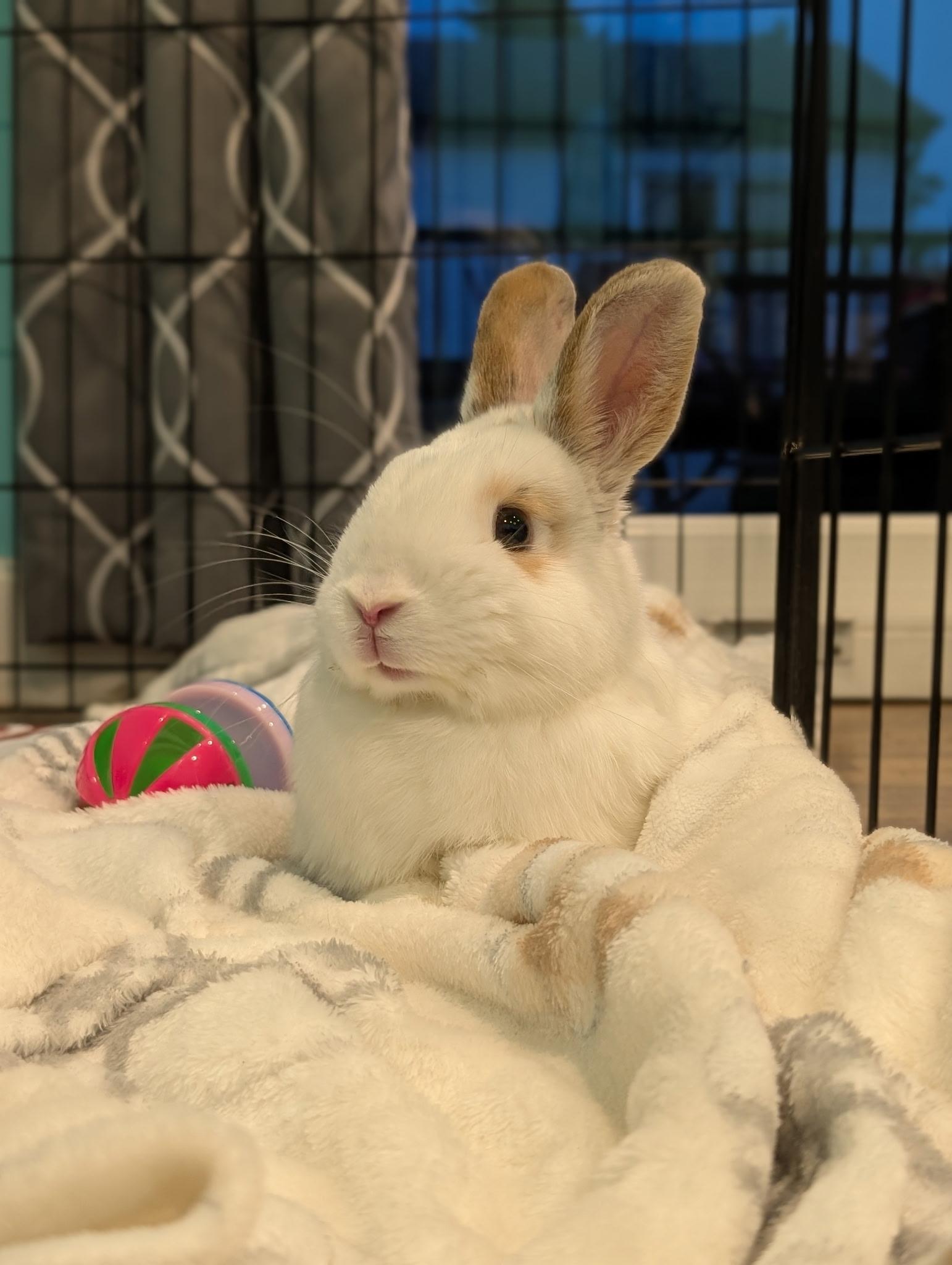 Enlarge Vito, a Adoptable mixed breed in Willowbrook, IL image 1/4