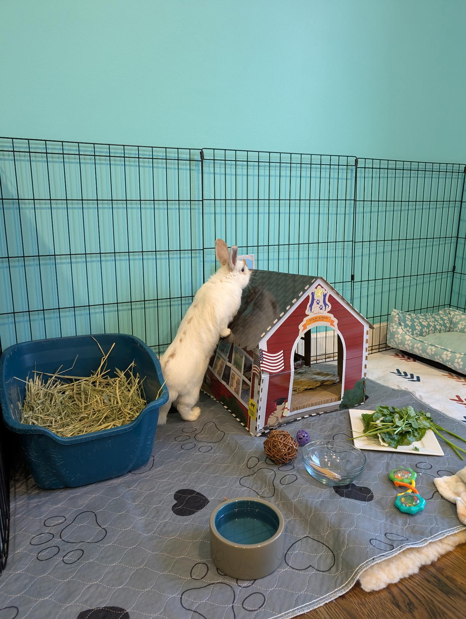 Enlarge Vito, a Adoptable mixed breed in Willowbrook, IL image 3/4