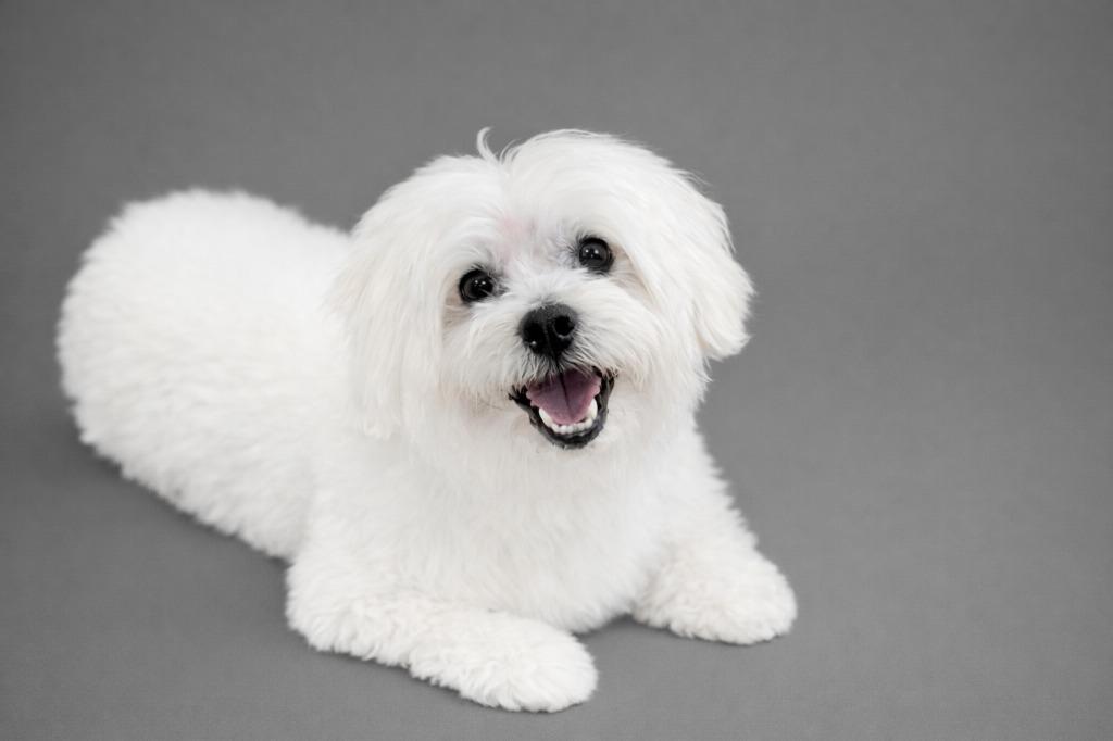 Enlarge Bernie, a Adopted Maltese in Hardeeville, SC image 1/1
