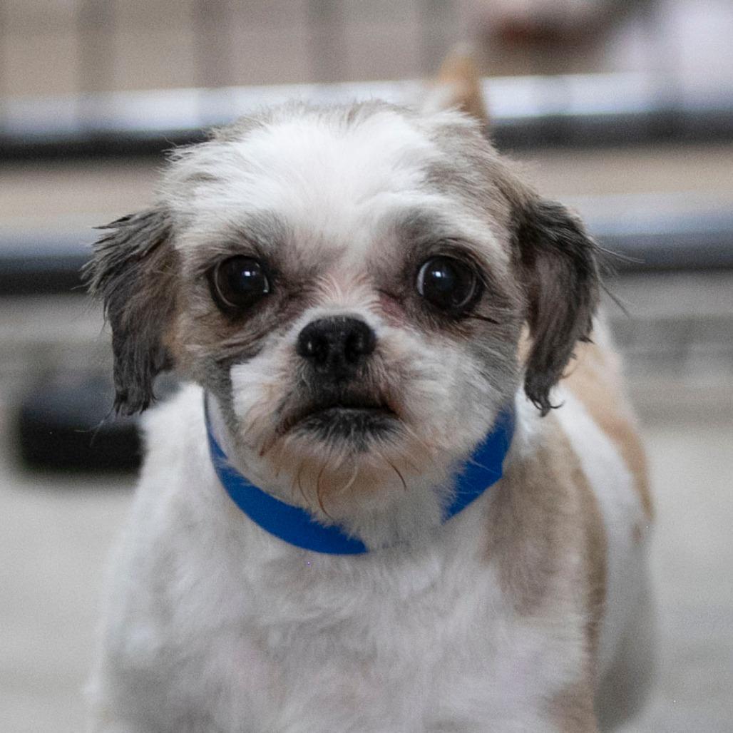 Andy (OT25-132), a Adoptable Shih Tzu in Bendena, KS image 1/6