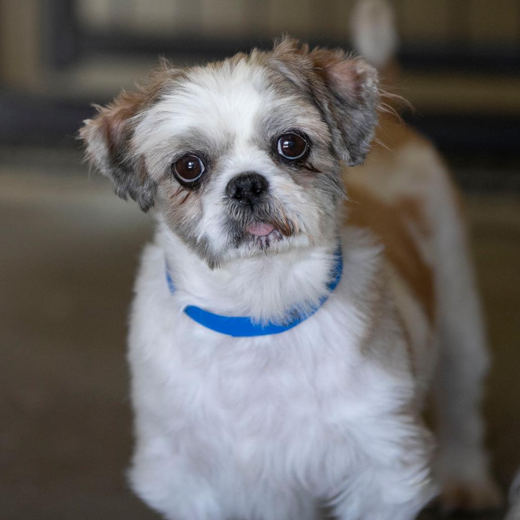Andy (OT25-132), a Adoptable Shih Tzu in Bendena, KS image 2/6