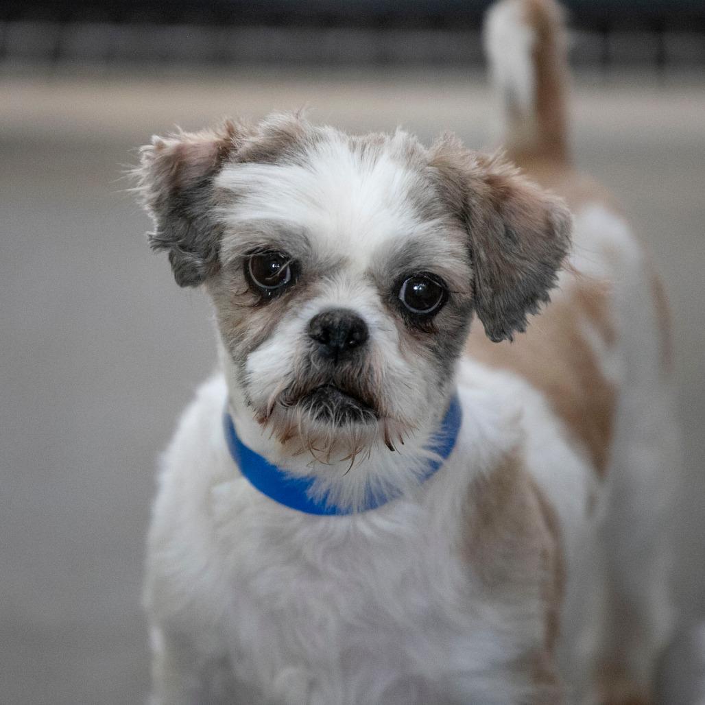 Andy (OT25-132), a Adoptable Shih Tzu in Bendena, KS image 4/6