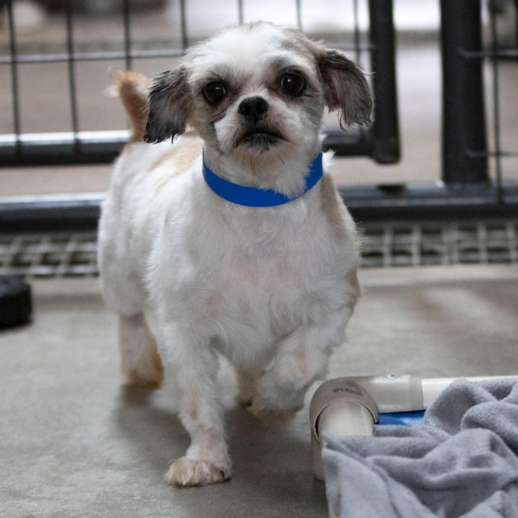 Andy (OT25-132), a Adoptable Shih Tzu in Bendena, KS image 5/6