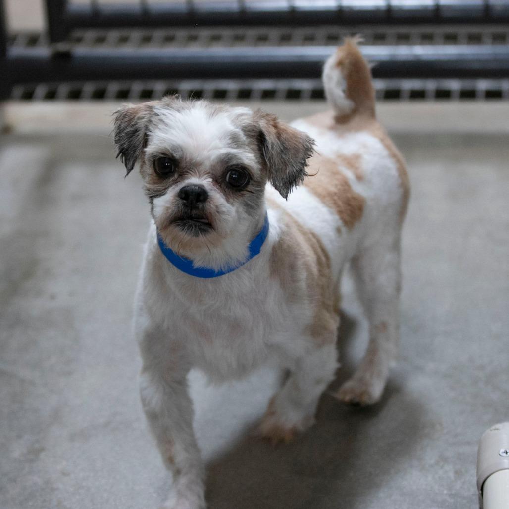 Andy (OT25-132), a Adoptable Shih Tzu in Bendena, KS image 6/6