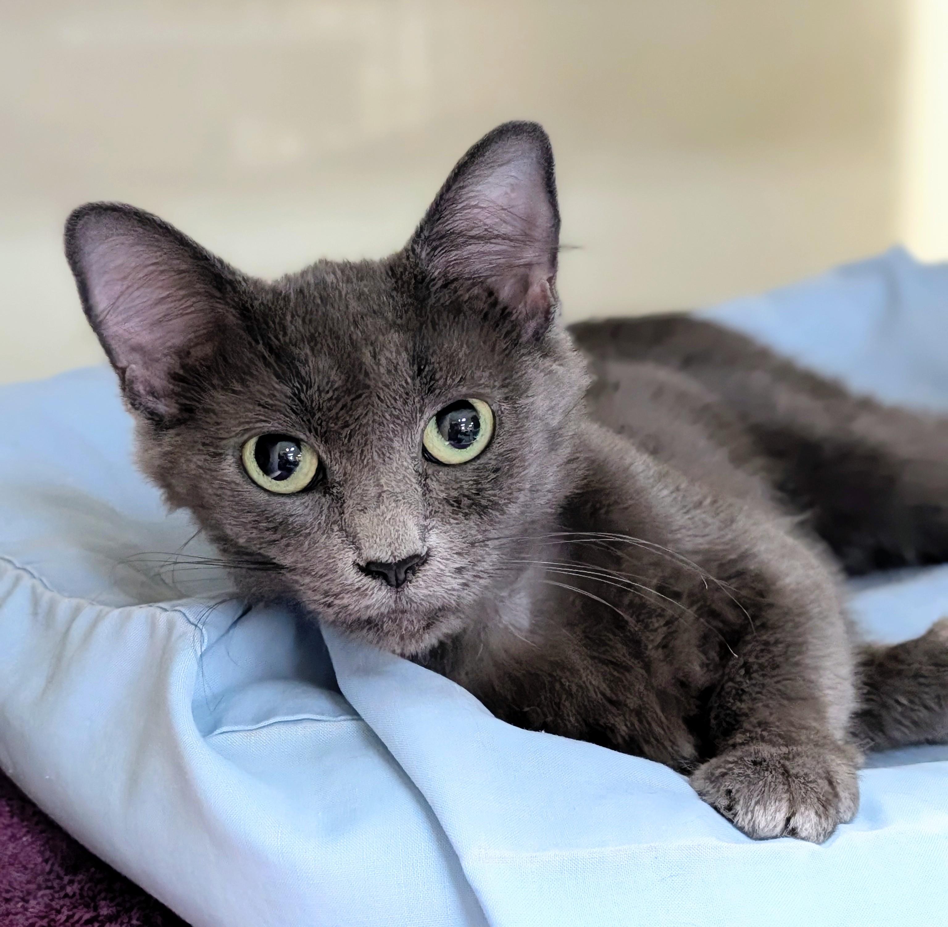 Bluebell, adopted, Young Female Domestic Medium Hair.