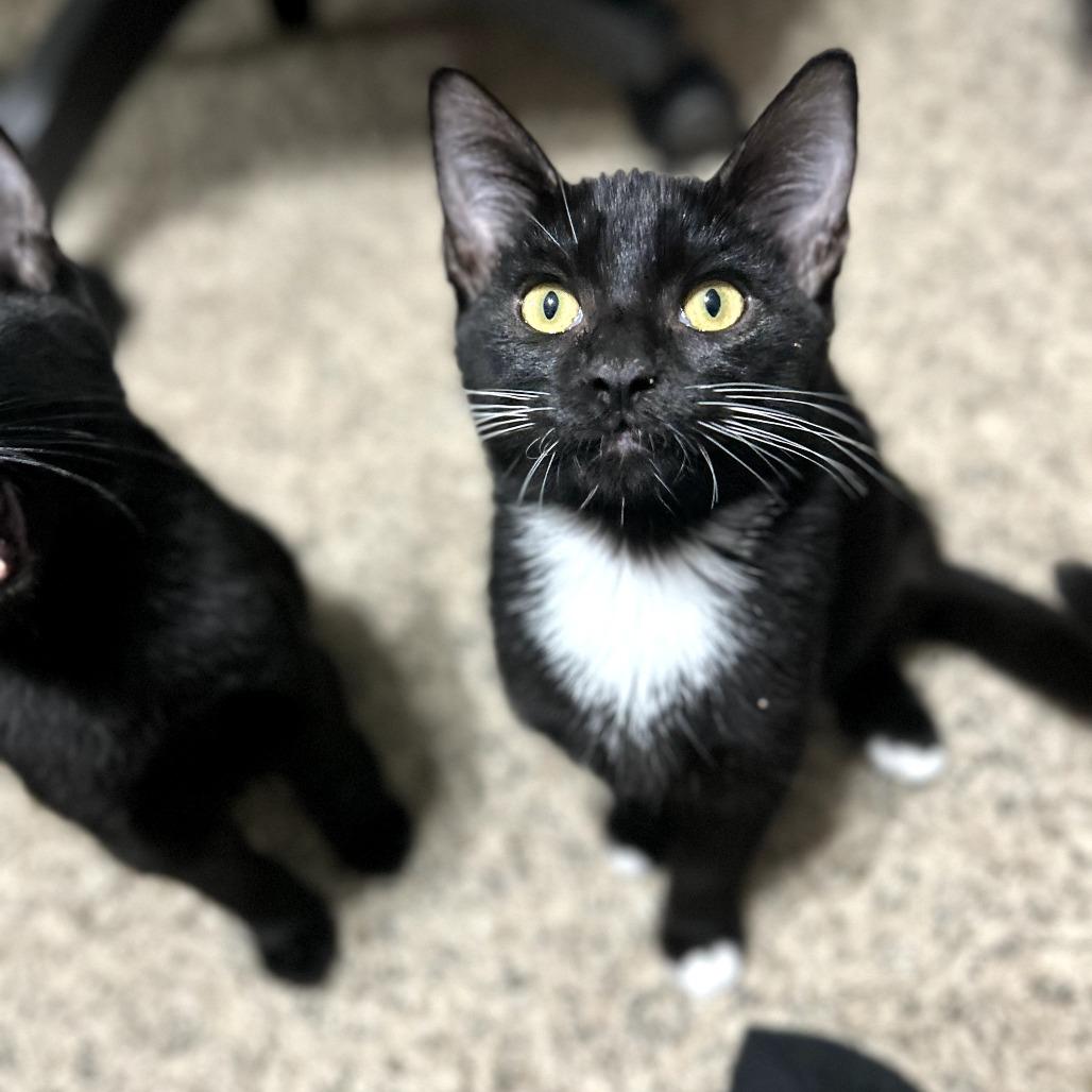 Dani, Adoptable, Young Female Domestic Short Hair.