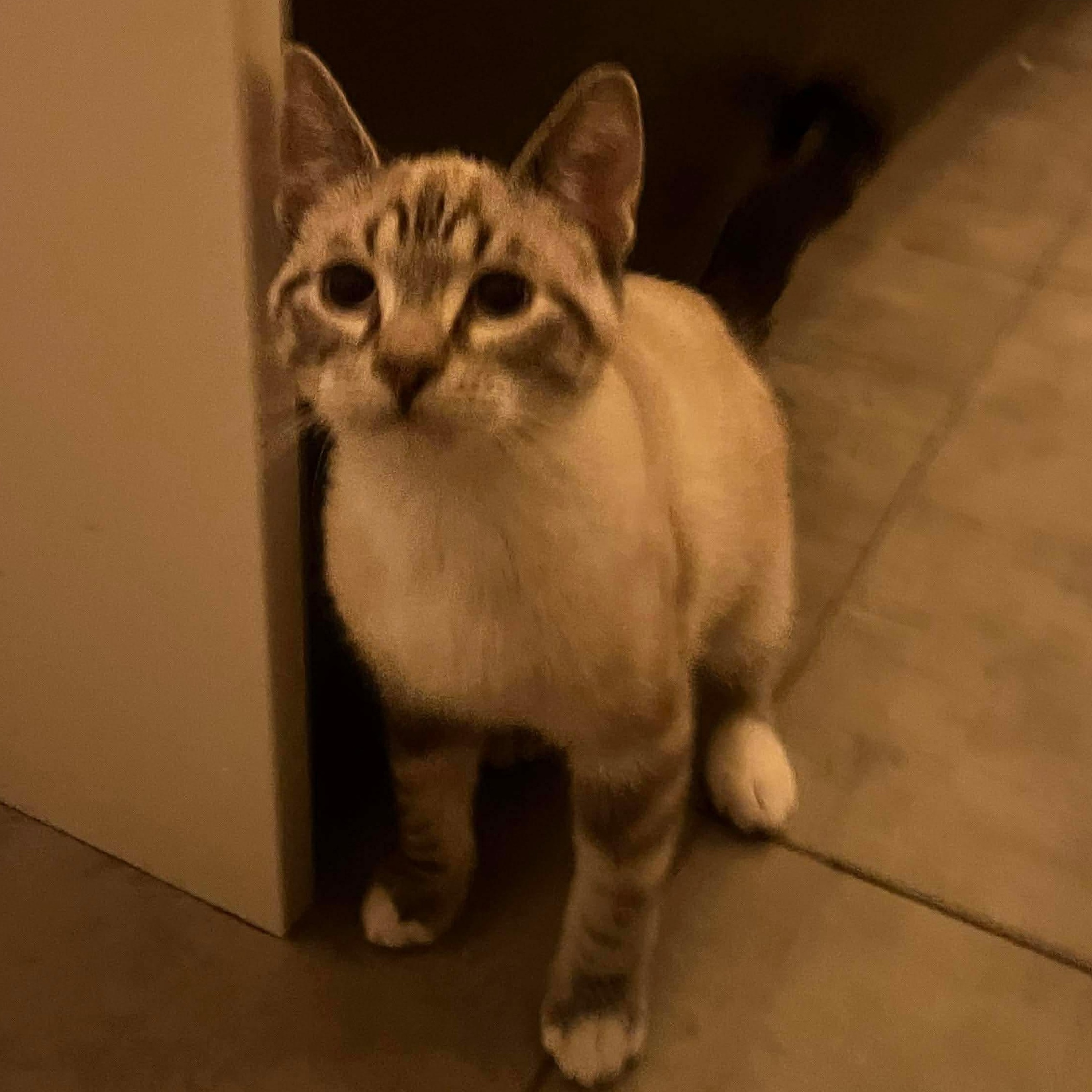 Enlarge Benson, an adopted mixed breed in Edmonton, AB image 3/3