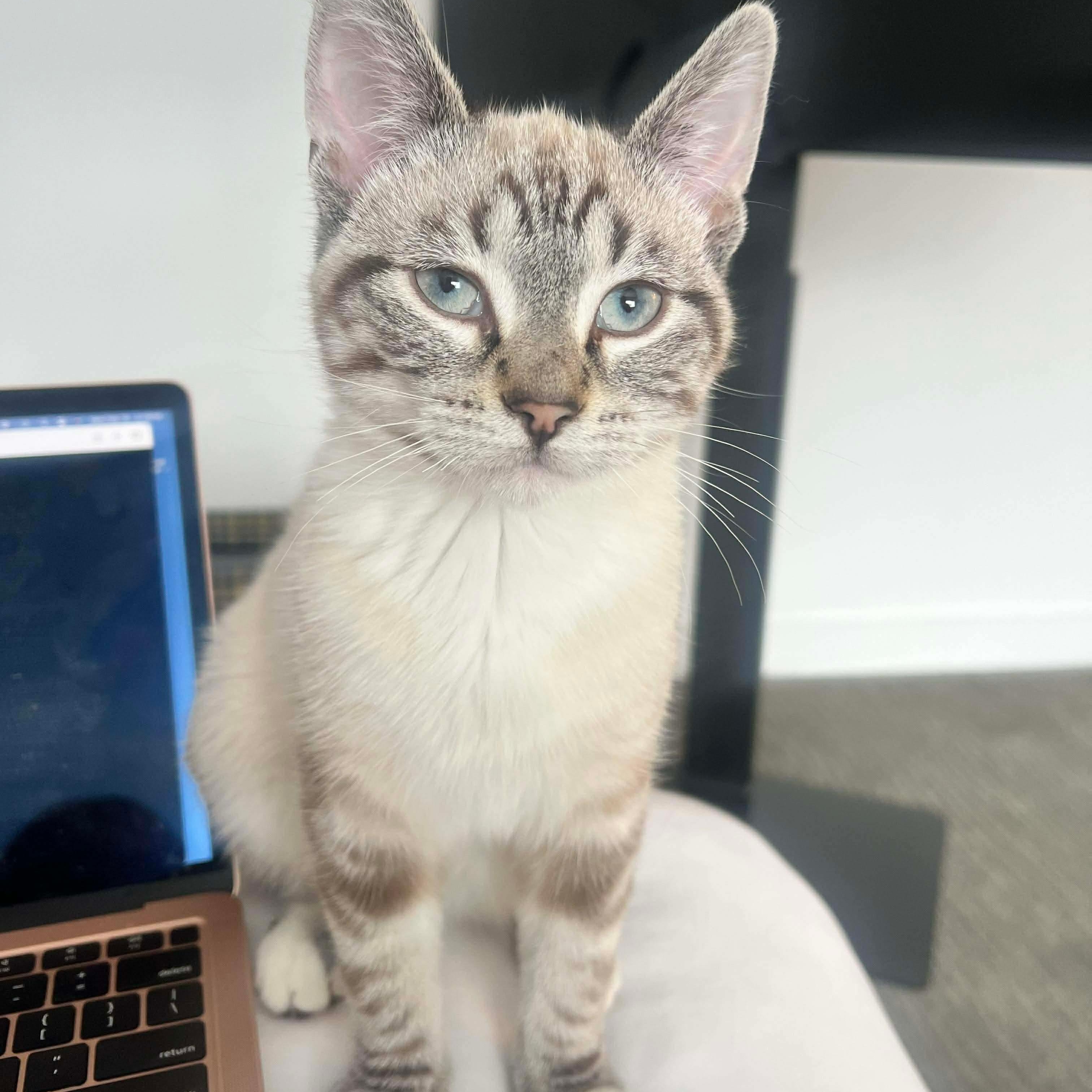 Enlarge Benson, an adopted mixed breed in Edmonton, AB image 1/3