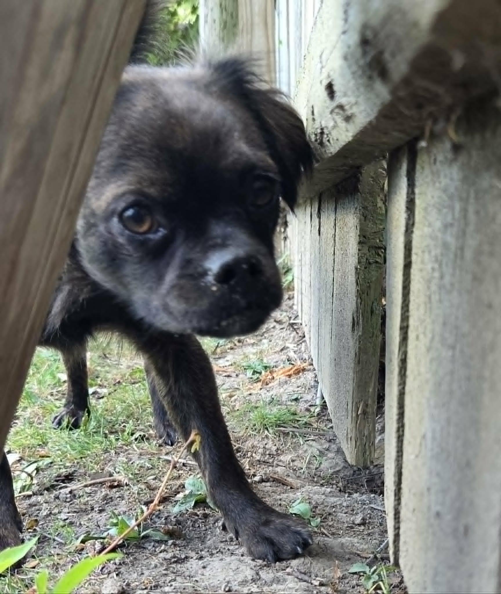 Enlarge Lola Falana, a Adopted mixed breed in Clay, NY image 2/3