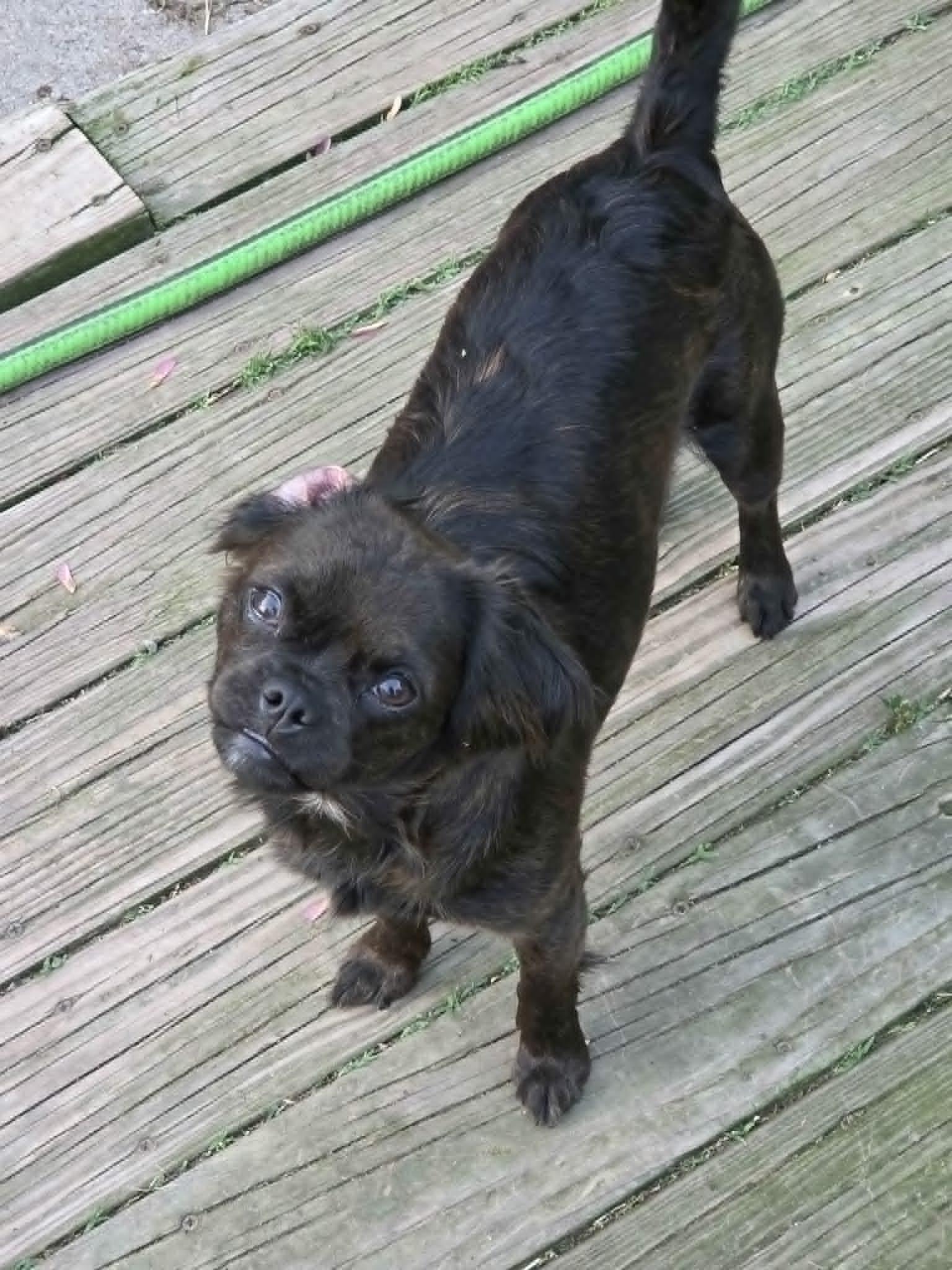 Lola Falana, a ADOPTABLE mixed breed in Clay, NY image 2/3