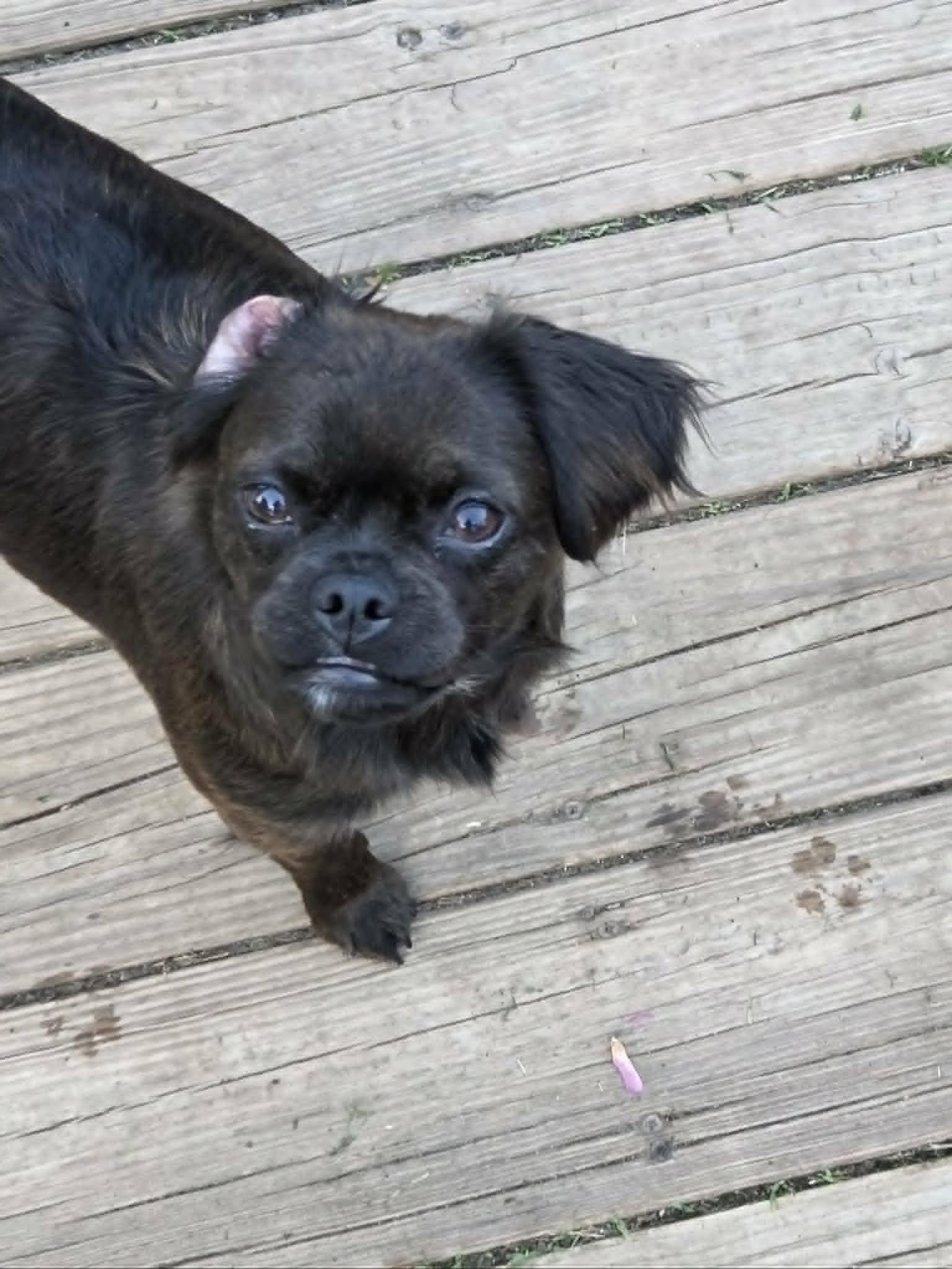 Lola Falana, a ADOPTABLE mixed breed in Clay, NY image 1/3