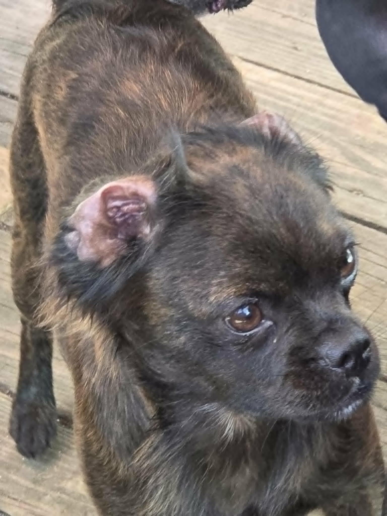 Lola Falana, Adopted, Adult Female Chihuahua.