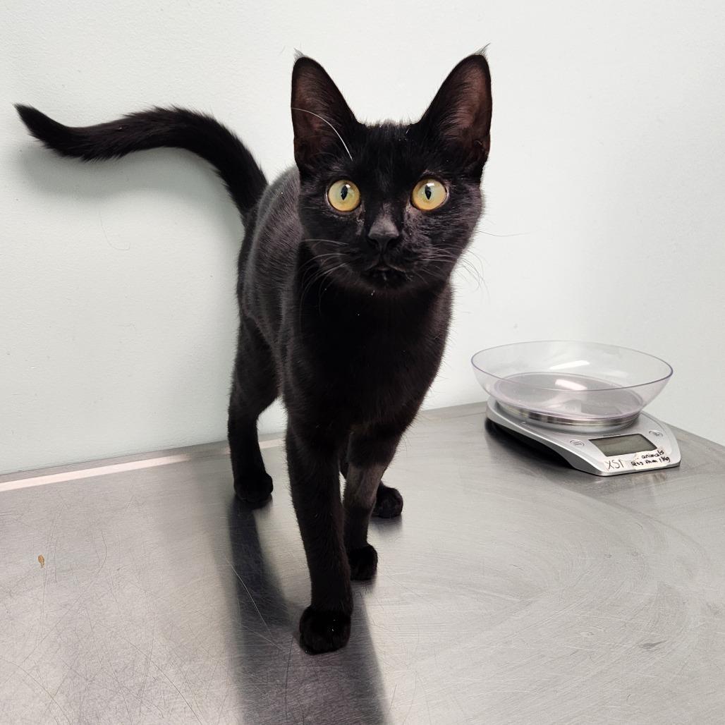 Enlarge Monica, a Adoptable Domestic Short Hair in Saskatoon, SK image 1/1