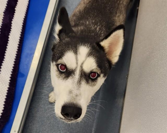 MAZE, Adoptable, Young Female Siberian Husky.