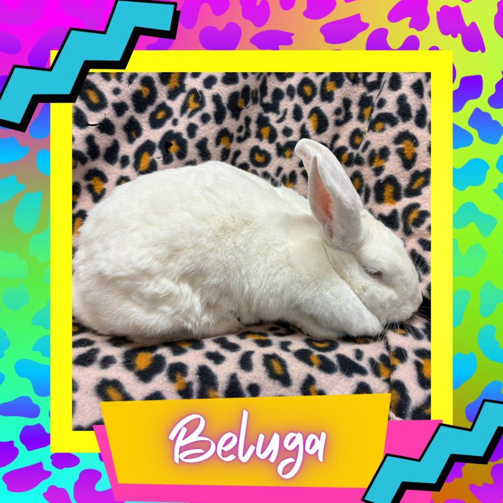 Enlarge Beluga, a Adoptable Bunny Rabbit in Elizabethtown, KY image 1/2